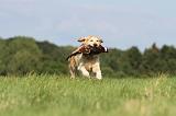 GOLDEN RETRIEVER 404